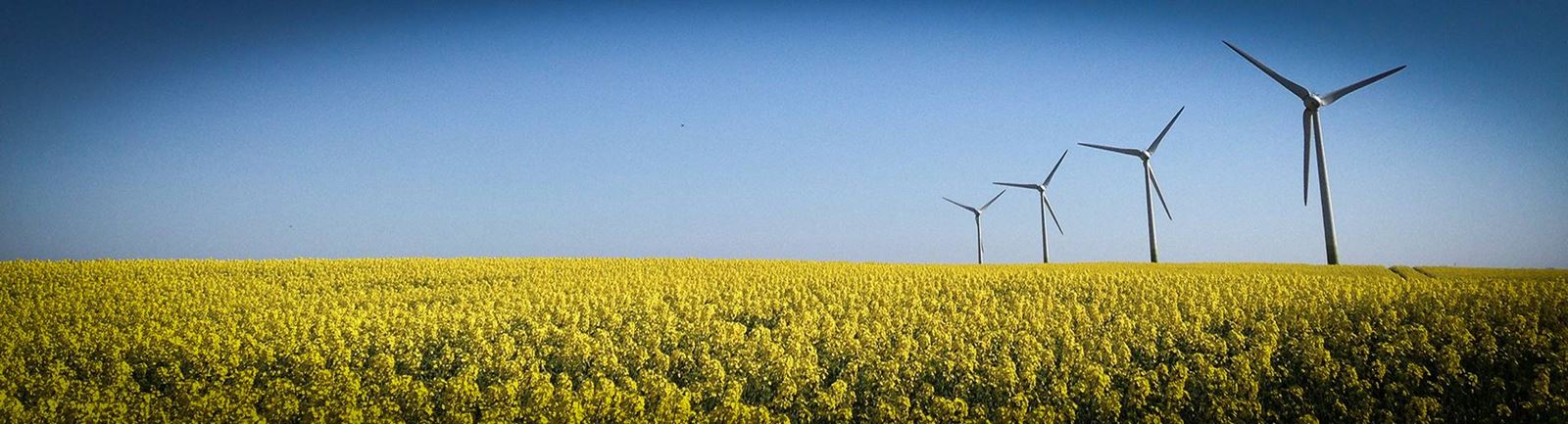 Rapsfält med fyra vindkraftverk 
