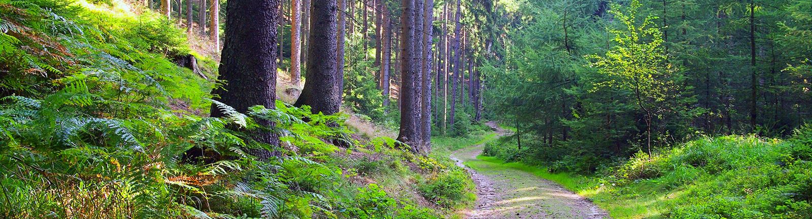 Skogsstig i granskog