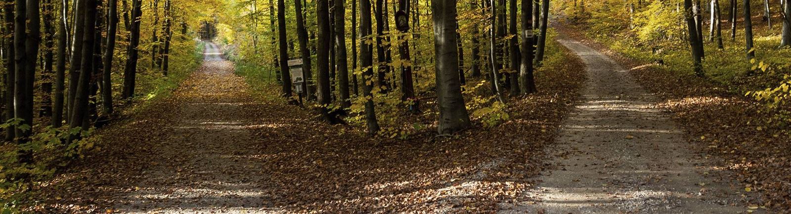 Två skogsvägar i en skog, som om vägen delar sig